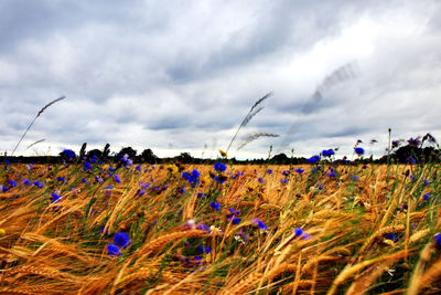 Plants growing on field against sky