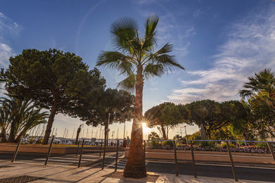 Palm trees by swimming pool against sky