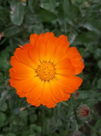 Close-up of orange flower blooming outdoors