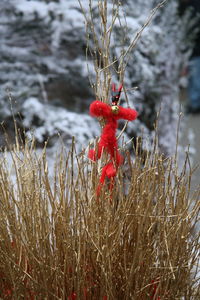 Close-up of frozen plant on field