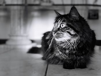 Close-up of a cat looking away