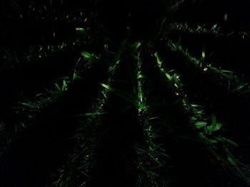 Trees in forest at night