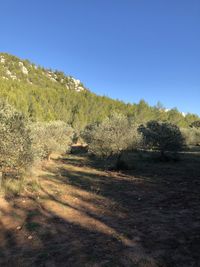 Scenic view of field against clear sky