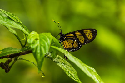 Close-up of butterfly on plant