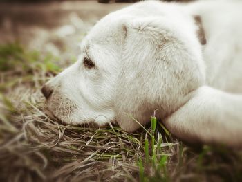 Close-up of dog resting on field