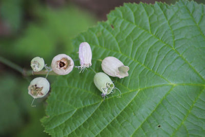 Close-up of green leaves on plant