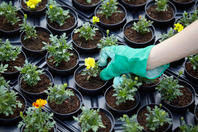 High angle view of potted plants