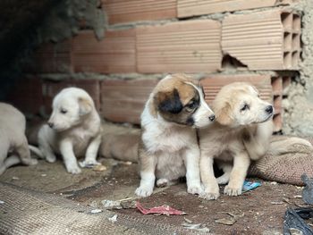 Two dogs looking away