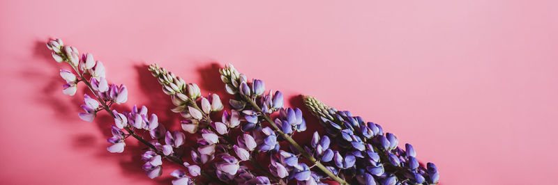 Close-up of pink flowering plant against red background