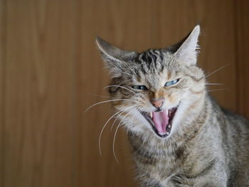 Portrait of cat snarling against wood at home