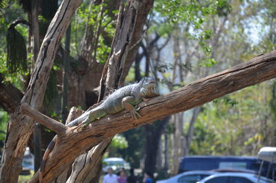 Lizard on a tree