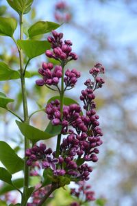 Close-up of pink flowers blooming against sky