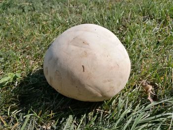 High angle view of bread on field