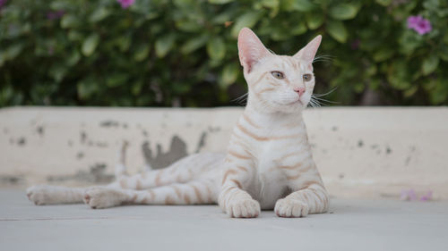 Portrait of white cat sitting outdoors