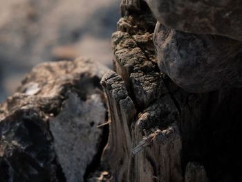 Close-up of rocks on tree trunk