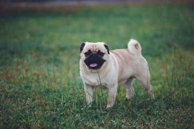 Portrait of a dog on field