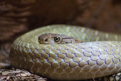 Close-up of snake