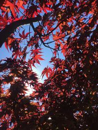 Low angle view of autumnal tree against sky