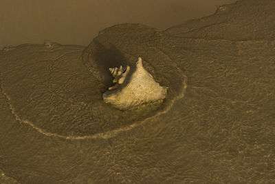 Close-up of turtle in sand