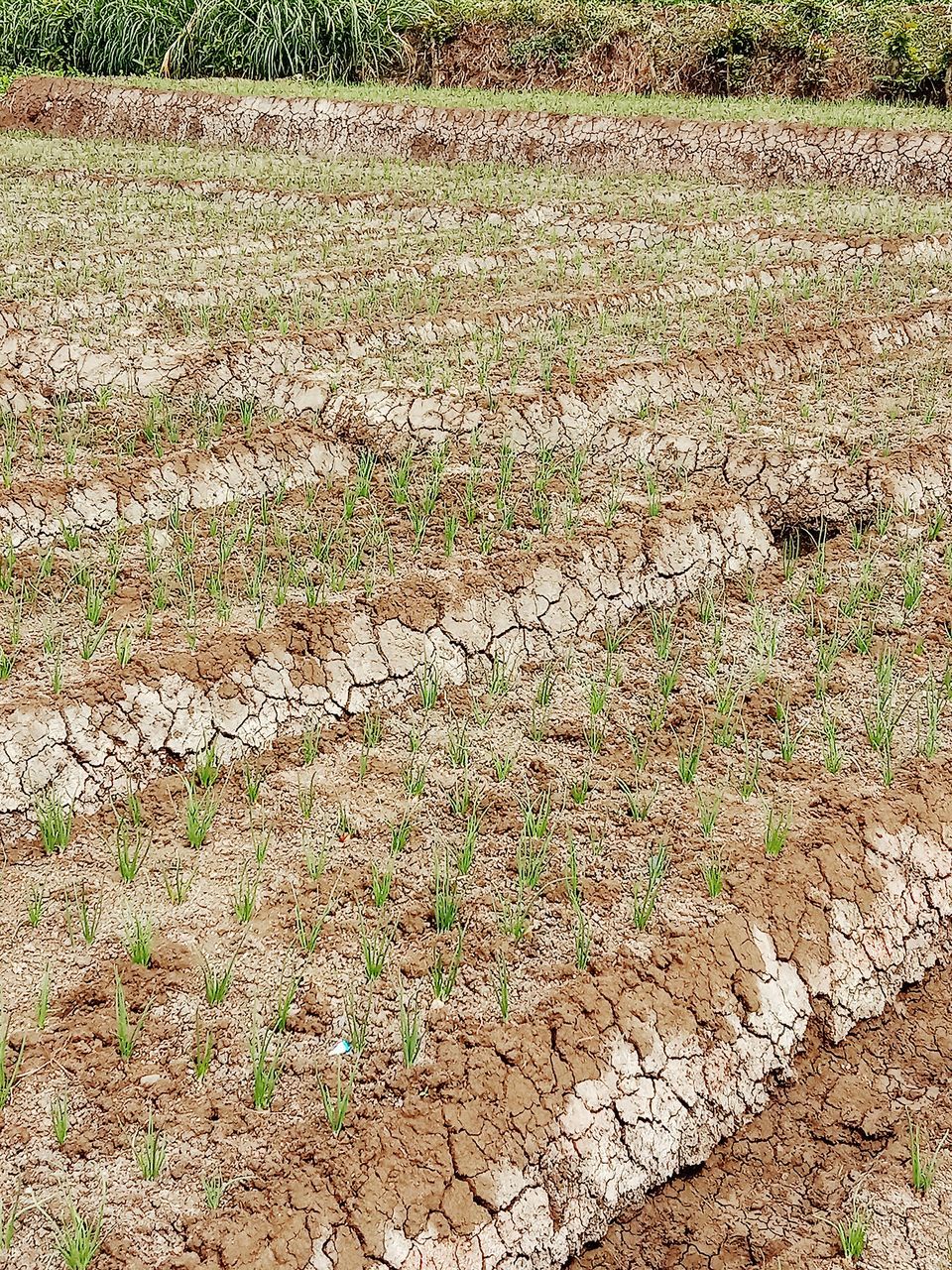 soil, field, agriculture, land, no people, day, nature, plant, growth, high angle view, landscape, tranquility, outdoors, grass, environment, pattern, full frame, beauty in nature, green, rural scene, scenics - nature, crop, tranquil scene, backgrounds