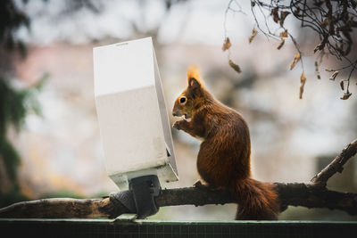 Low angle view of squirrel on tree