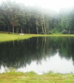 Reflection of trees in lake