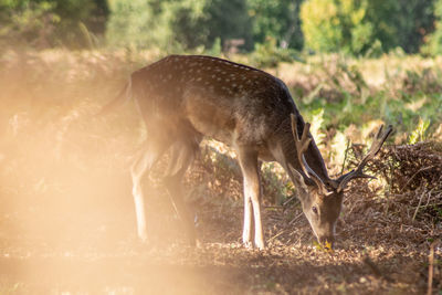 Deer standing in a field
