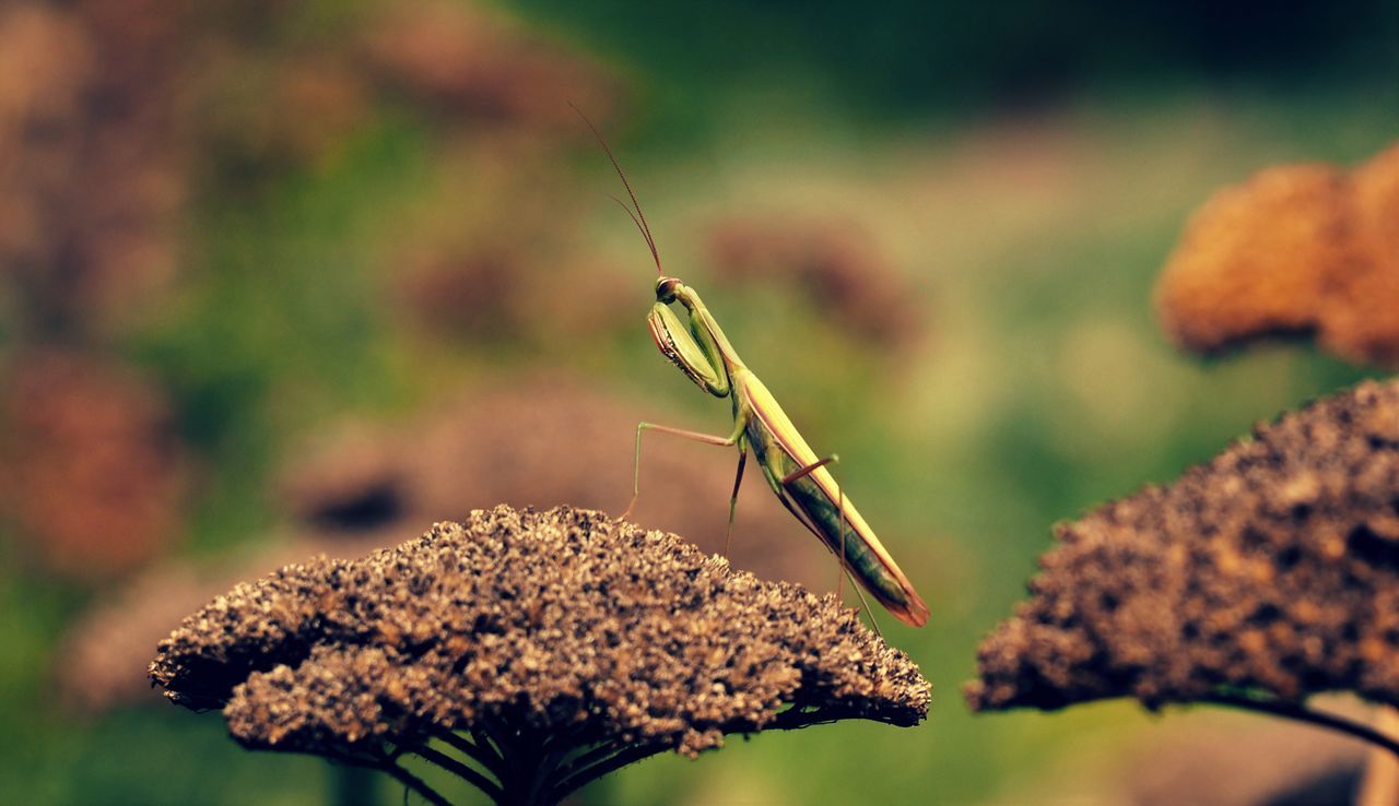 CLOSE-UP OF INSECT ON LEAF