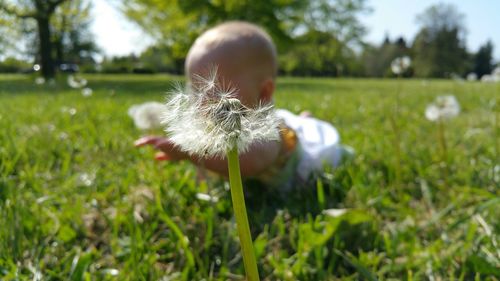 Close up of dandelion growing on field