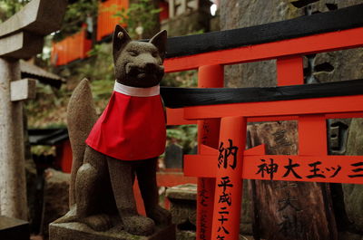 Close-up of red cat