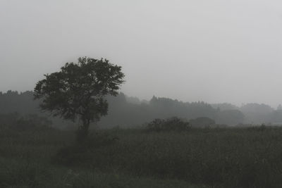 Trees on field against sky during foggy weather