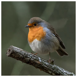 Close-up of bird perching on branch