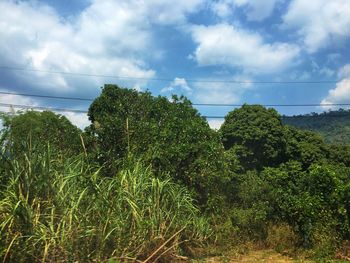 Plants growing on field against sky