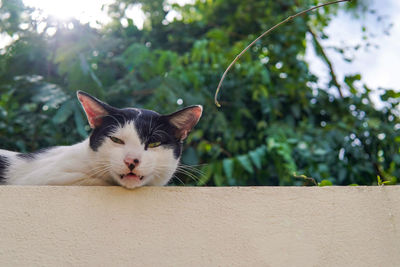 Close-up portrait of a cat