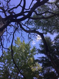 Low angle view of trees in forest against sky