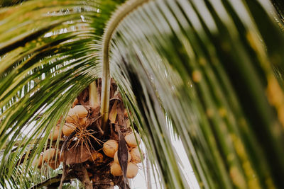 Close-up of palm tree leaves