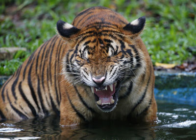 Close-up portrait of a tiger