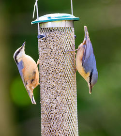 Nuthatchs, sitta europaea, on a garden feeder - one goinmg up, the other going down