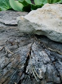 High angle view of wood on rock