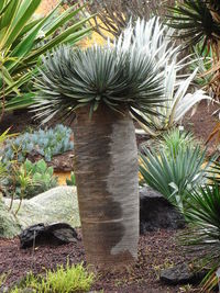 Close-up of cactus plant