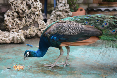 Close-up of peacock perching on wood