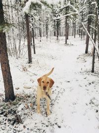 Dog on snow covered field