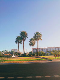 Palm trees by road against clear blue sky