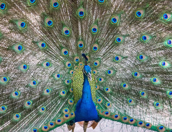 Close-up of peacock