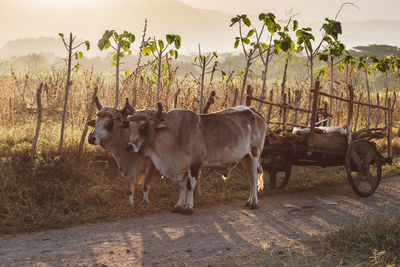 Cows standing in a field