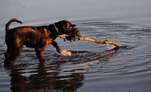 Dog running in a water