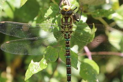 Close-up of dragonfly on plant