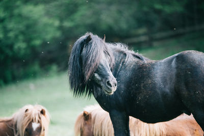 Side view of black horse standing on field