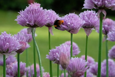 Close-up of pink flowers