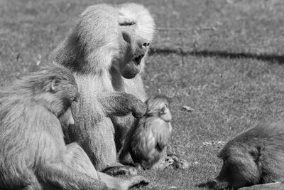 The adult baboon, with the rest of its family nearby, was grooming one of its offspring.